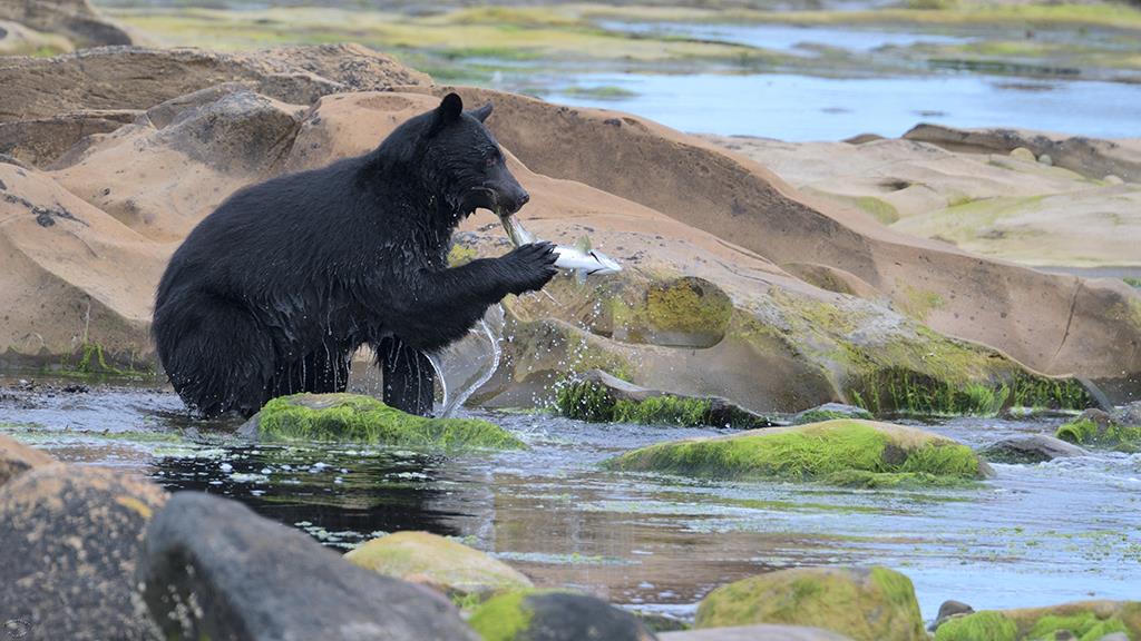 Black Bear (BC2017)-06