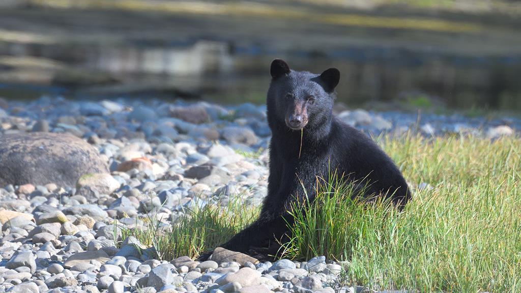 Black Bear (BC2017)-21