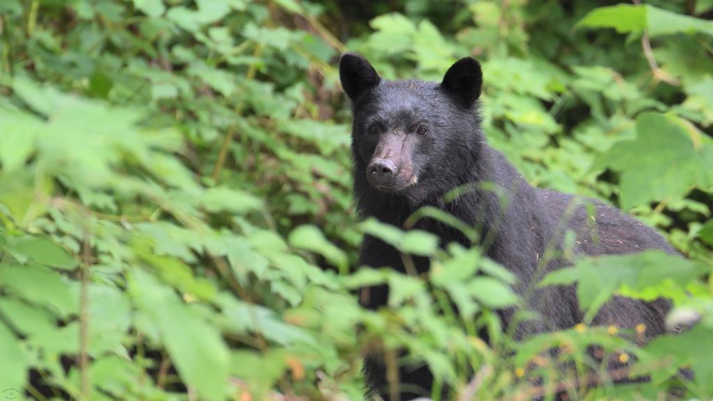 Black Bear (BC2017)-22