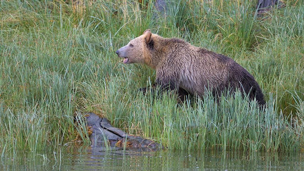 Brown Bear (BC2017)-01