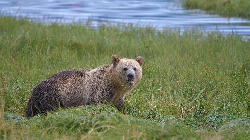 Brown Bear (BC2017)-02