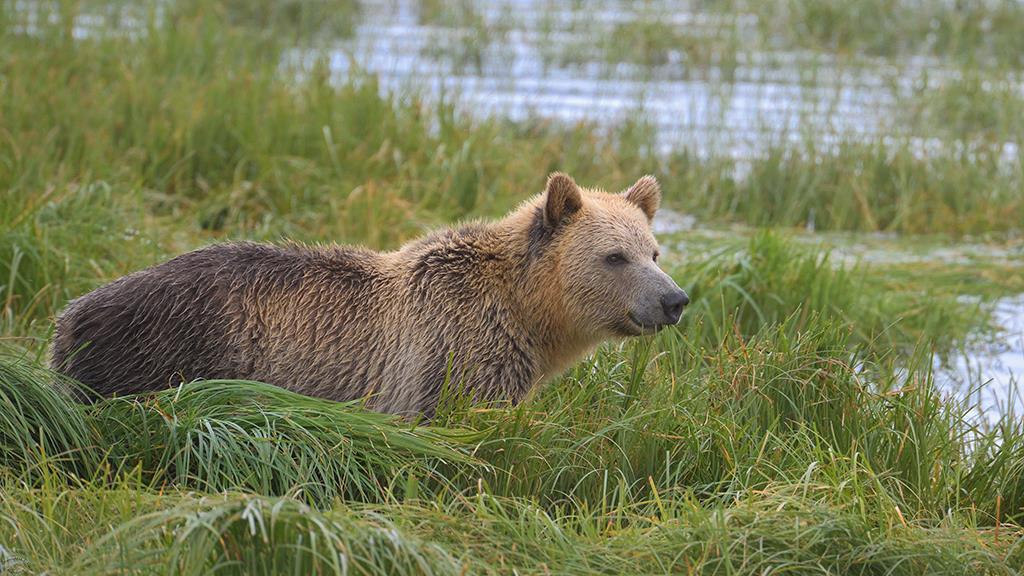 Brown Bear (BC2017)-03