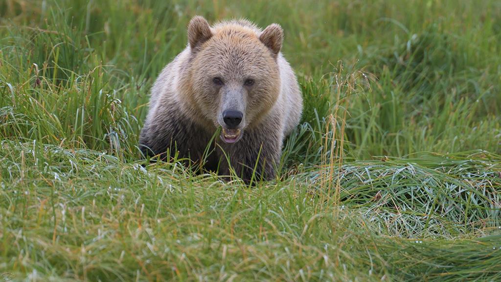 Brown Bear (BC2017)-04