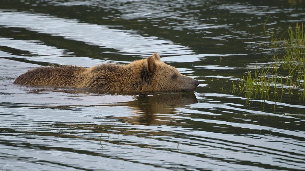 Brown Bear (BC2017)-05