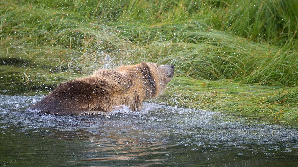 Brown Bear (BC2017)-06