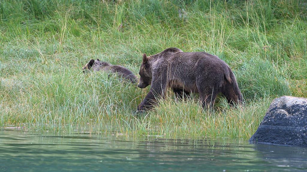 Brown Bear (BC2017)-09