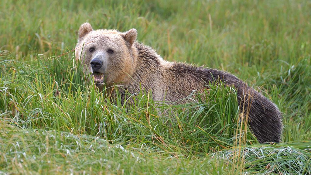 Brown Bear (BC2017)-14