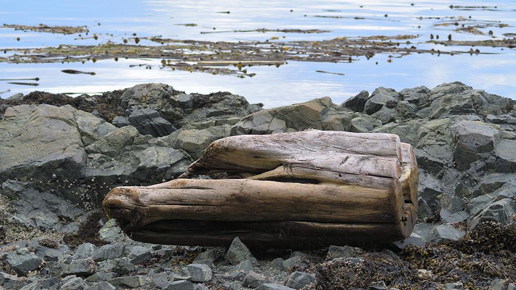 Drift Wood (BC2017)-01