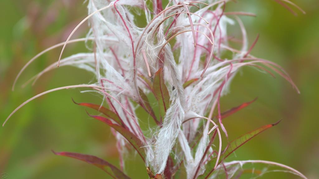 Fireweed (BC2017)-01