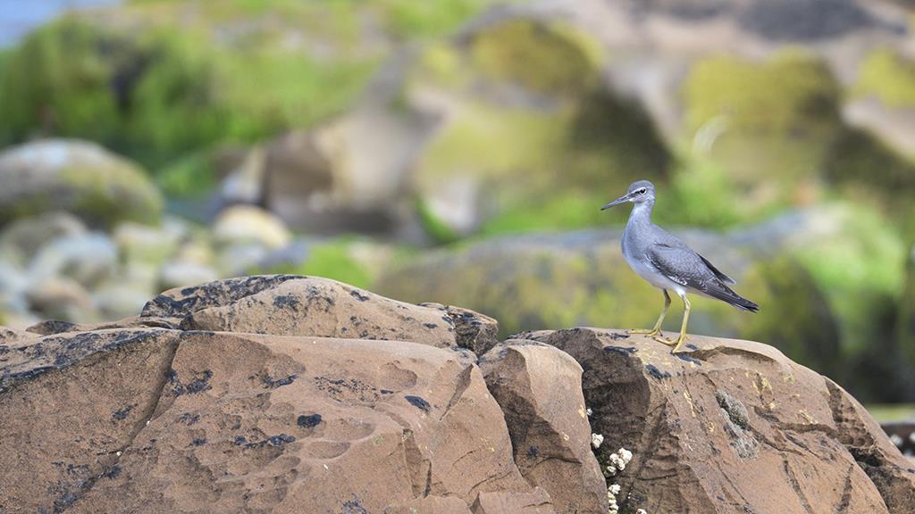 Gray-tailed Tattler (BC2017)-01