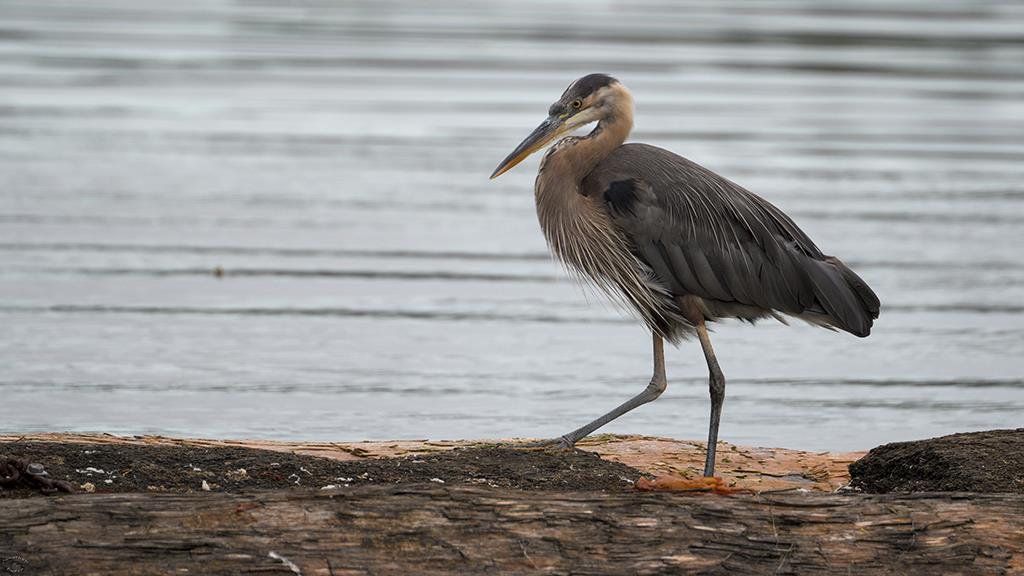 Great Blue Heron (BC2017)-01