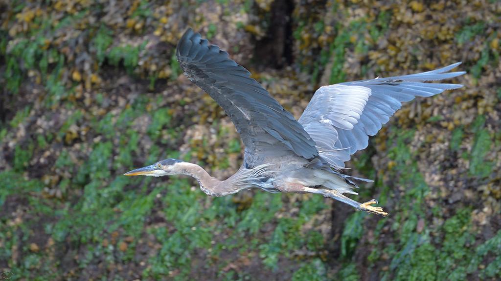 Great Blue Heron (BC2017)-02