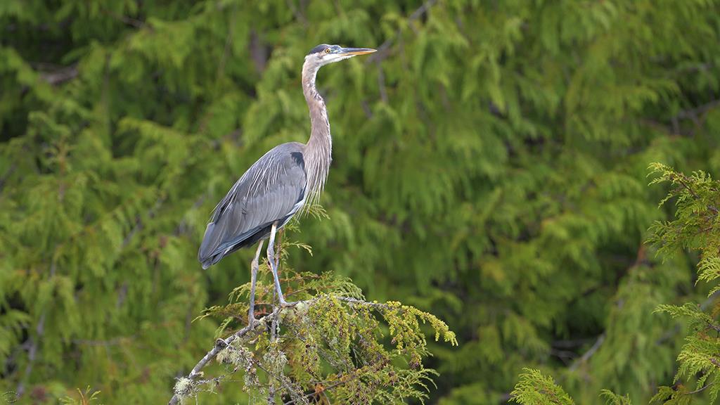 Great Blue Heron (BC2017)-03