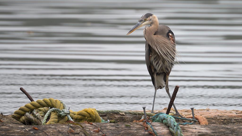 Great Blue Heron (BC2017)-04