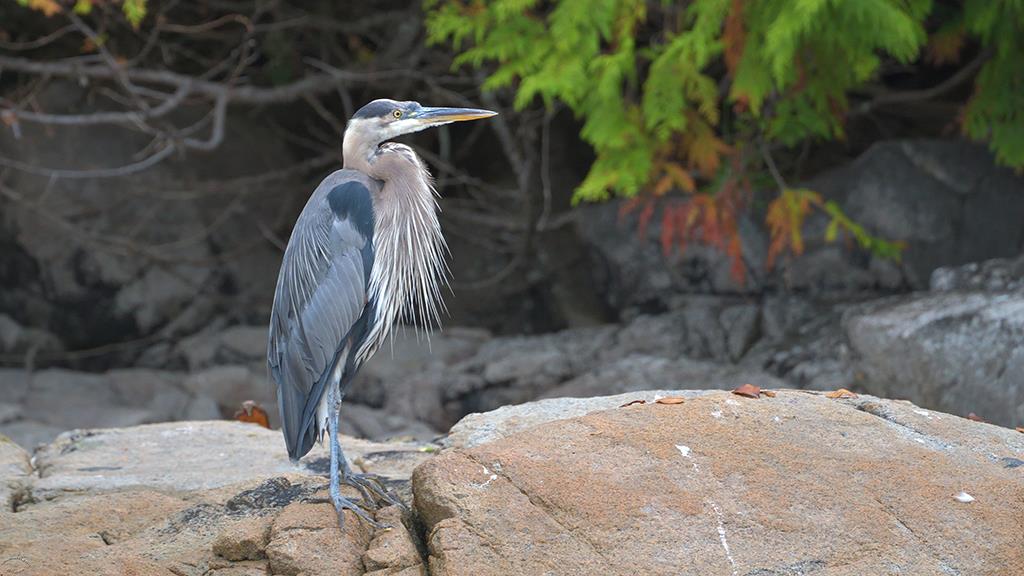 Great Blue Heron (BC2017)-05