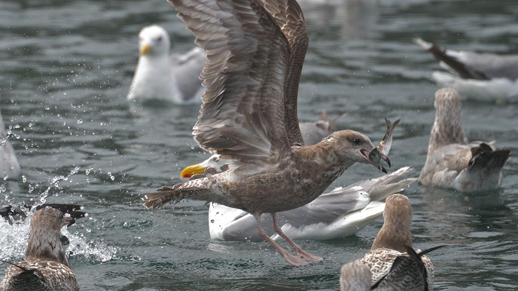 Gulls (BC2017)-02