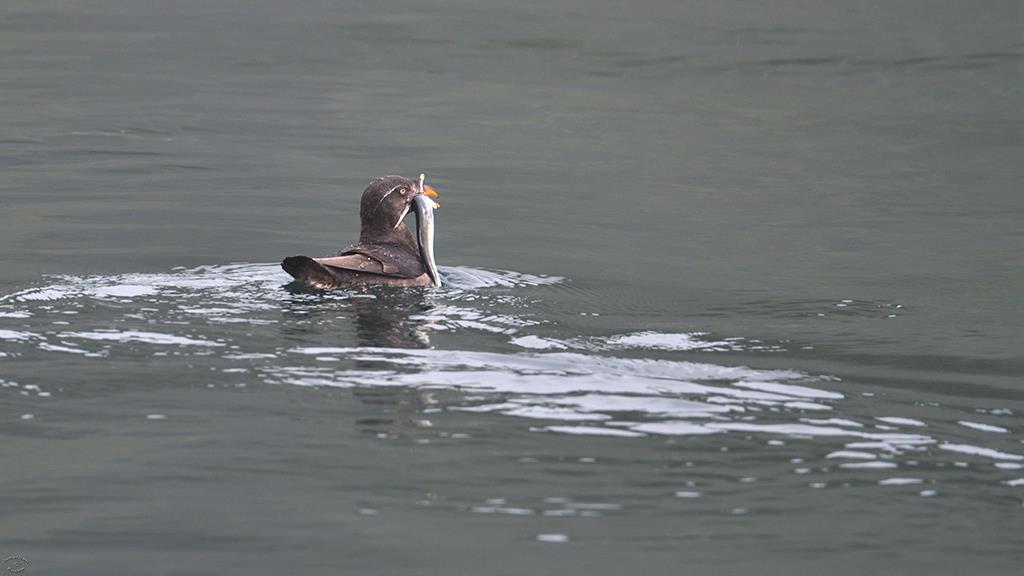 Rhinoceros Auklet (BC2017)-01