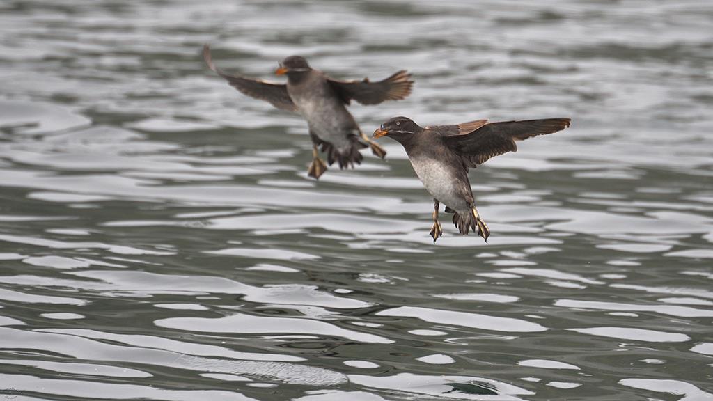 Rhinoceros Auklet (BC2017)-02