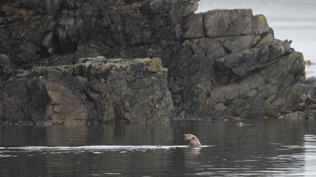 Sea Otter (BC2017)-01