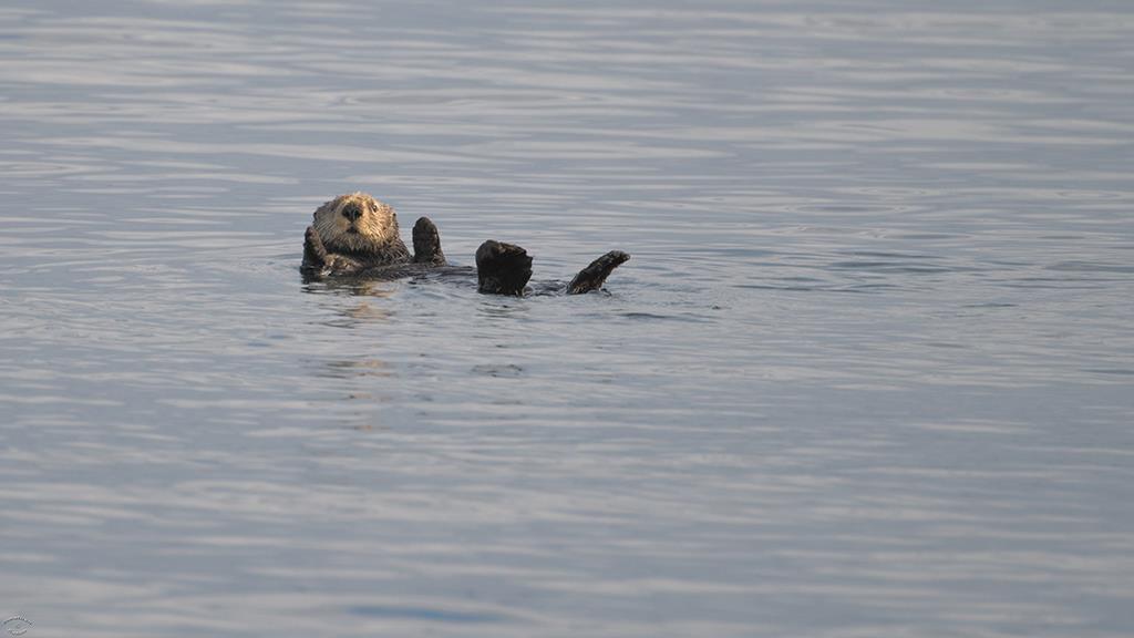 Sea Otter (BC2017)-02