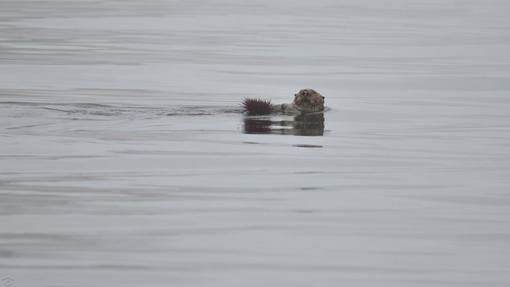 Sea Otter (BC2017)-03