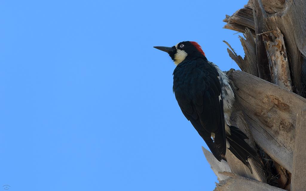 Acorn Woodpecker (Catalina2013)-02