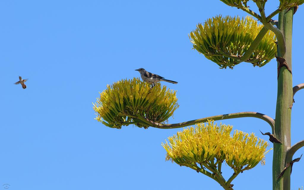 Agave (Catalina2013)-01
