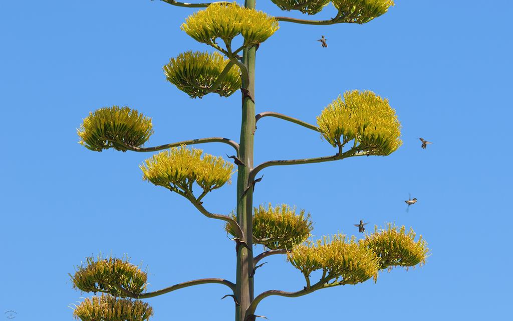 Agave (Catalina2013)-02