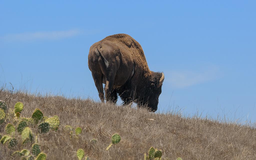 Bison (Catalina2013)