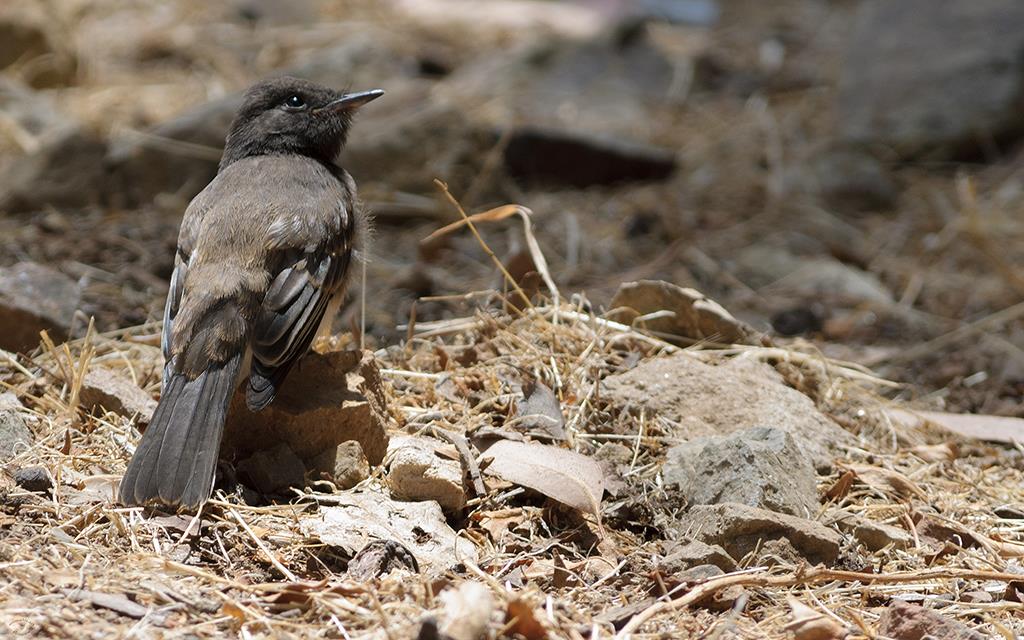 Black Phoebe (Catalina2013)-01