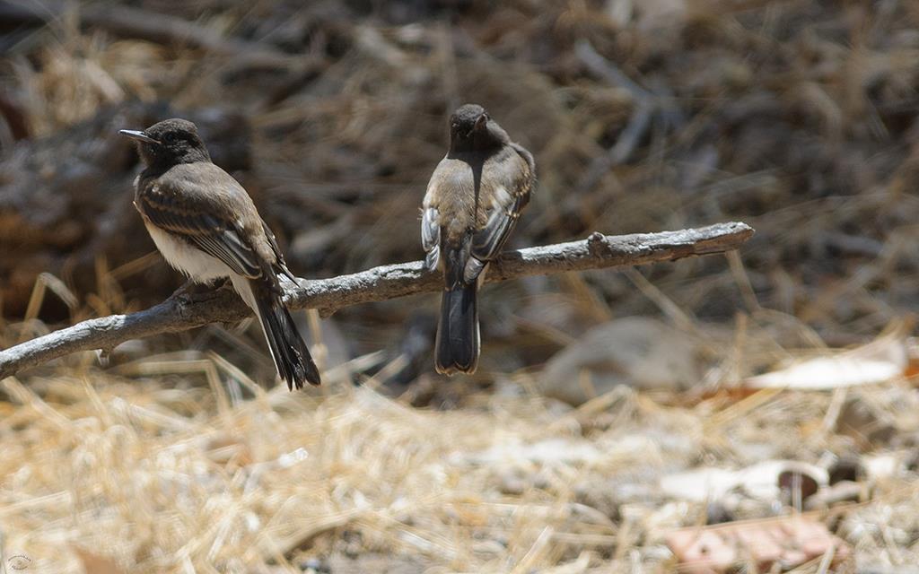 Black Phoebe (Catalina2013)-02