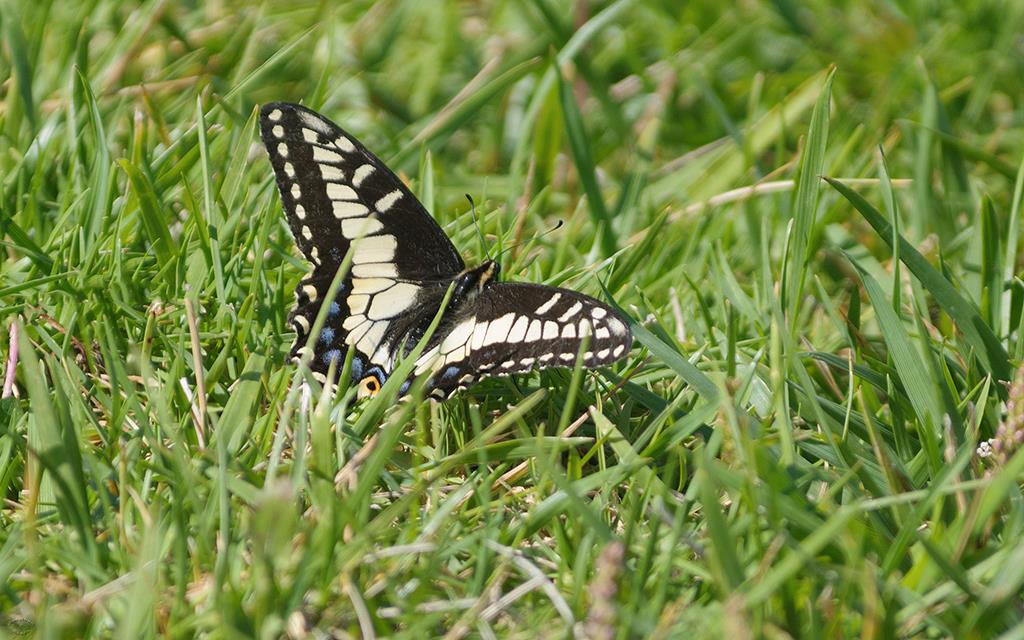 Butterfly (Catalina2013)