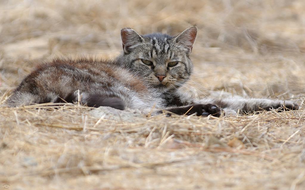 Cat (Catalina2013)