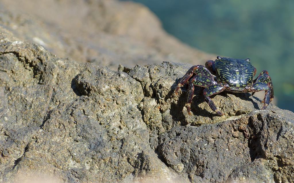 Crab (Catalina2013)