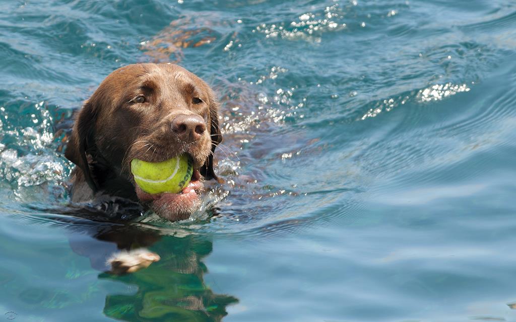 Dog (Catalina2013)