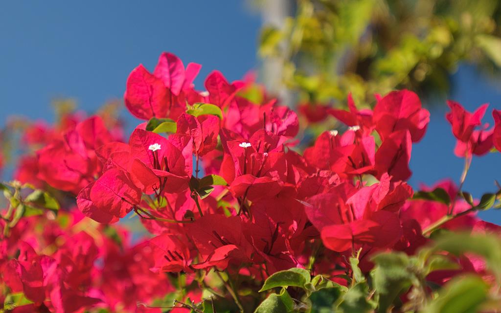 Flowers (Catalina2013)-01