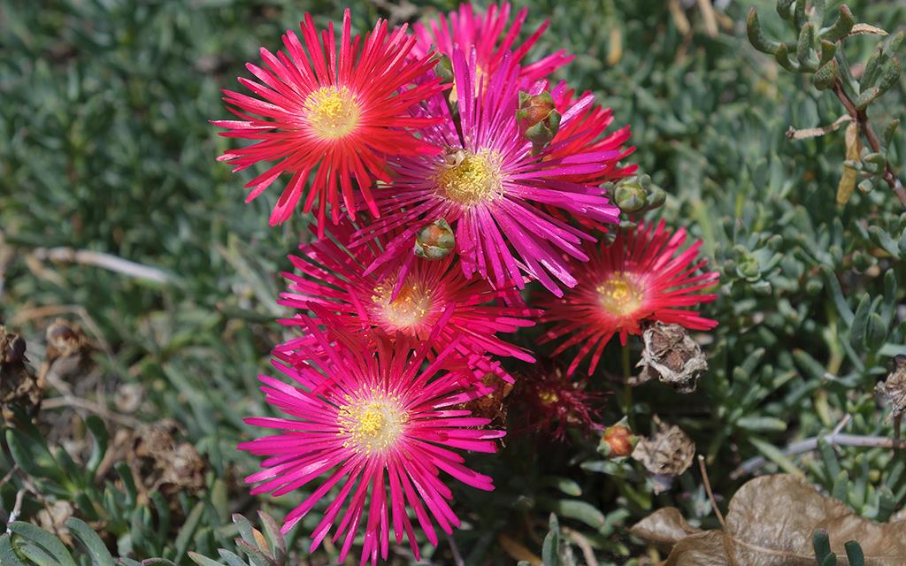 Flowers (Catalina2013)-02