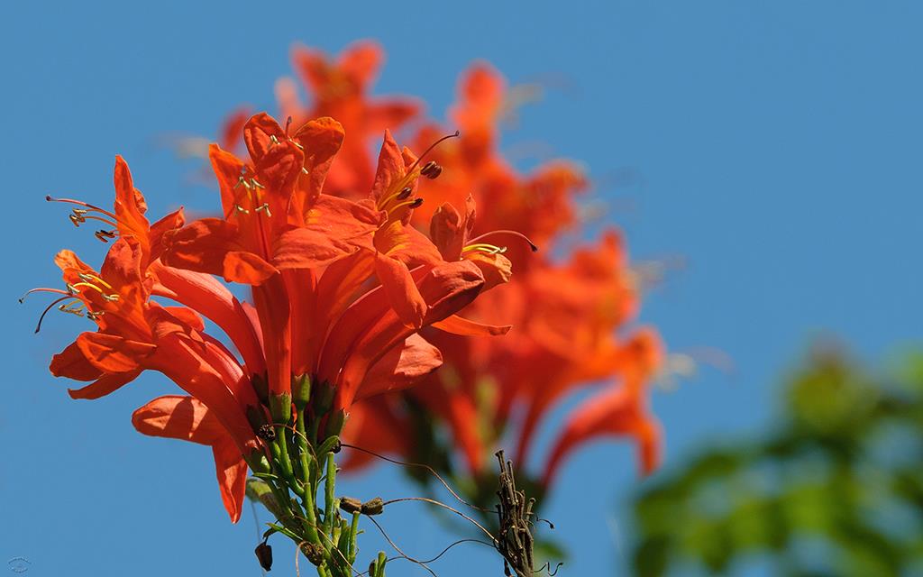 Flowers (Catalina2013)-03