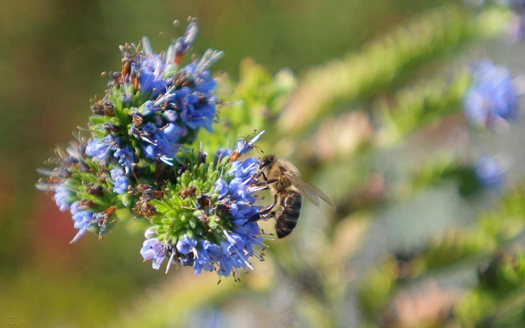 Flowers (Catalina2013)-04