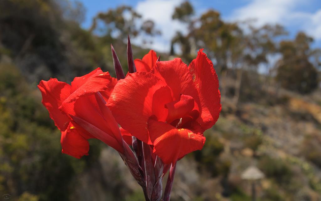 Flowers (Catalina2013)-05