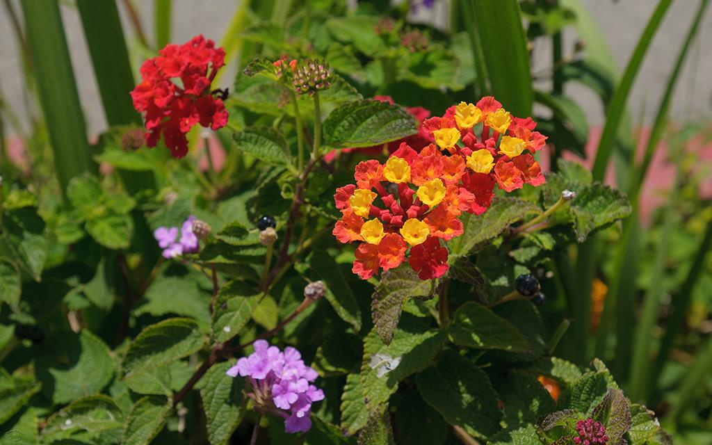 Flowers (Catalina2013)-06