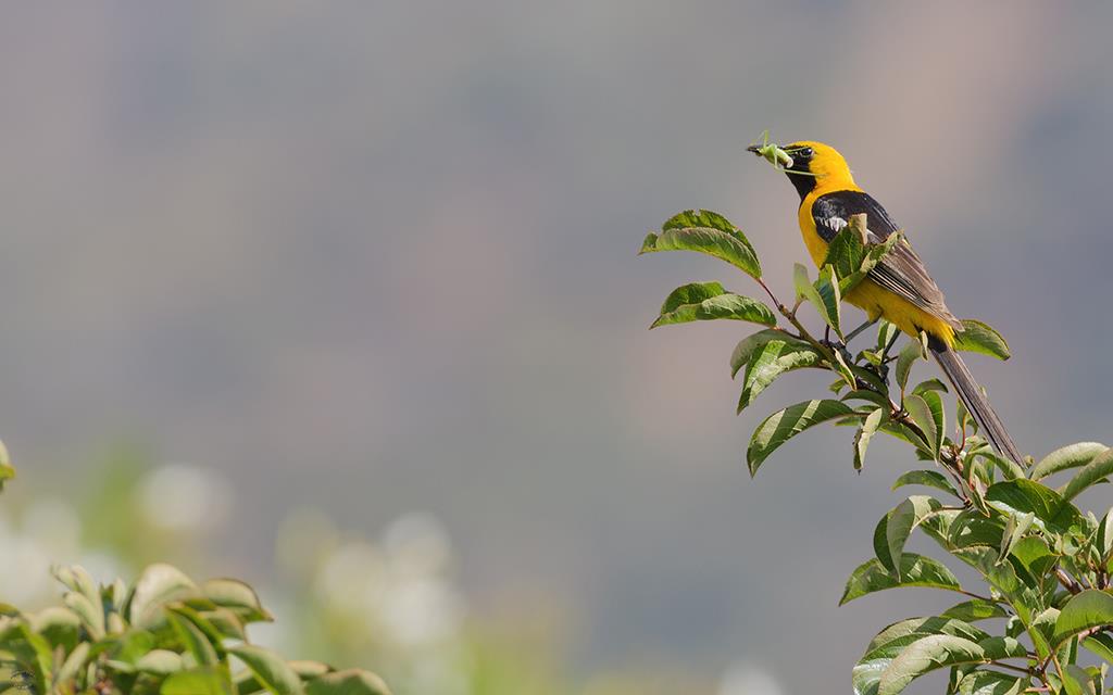 Hooded Oriole (Catalina2013)-01