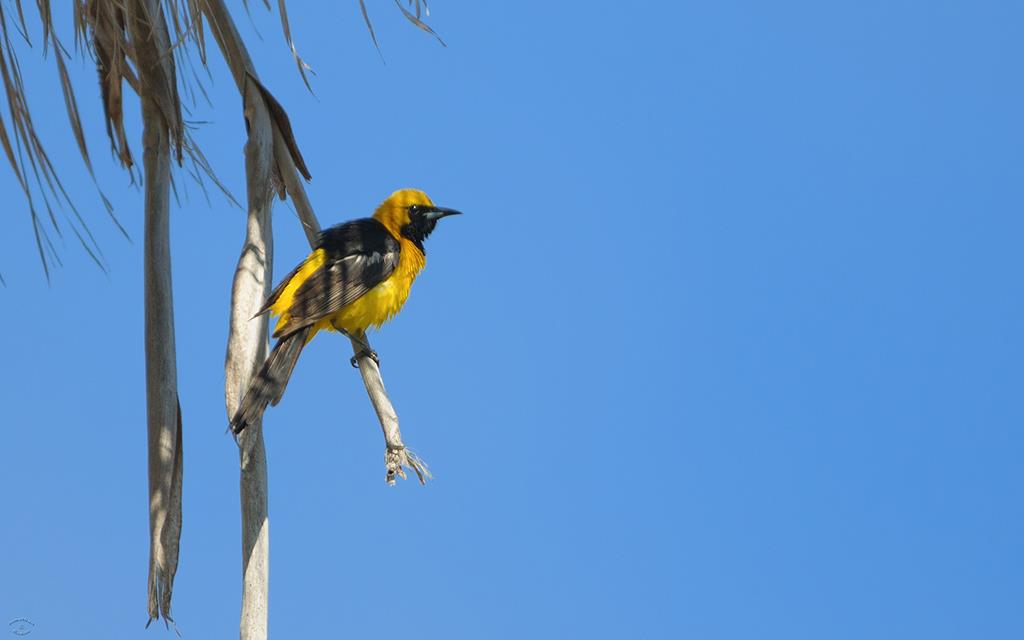 Hooded Oriole (Catalina2013)-02