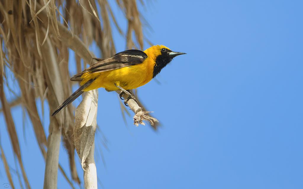 Hooded Oriole (Catalina2013)-04