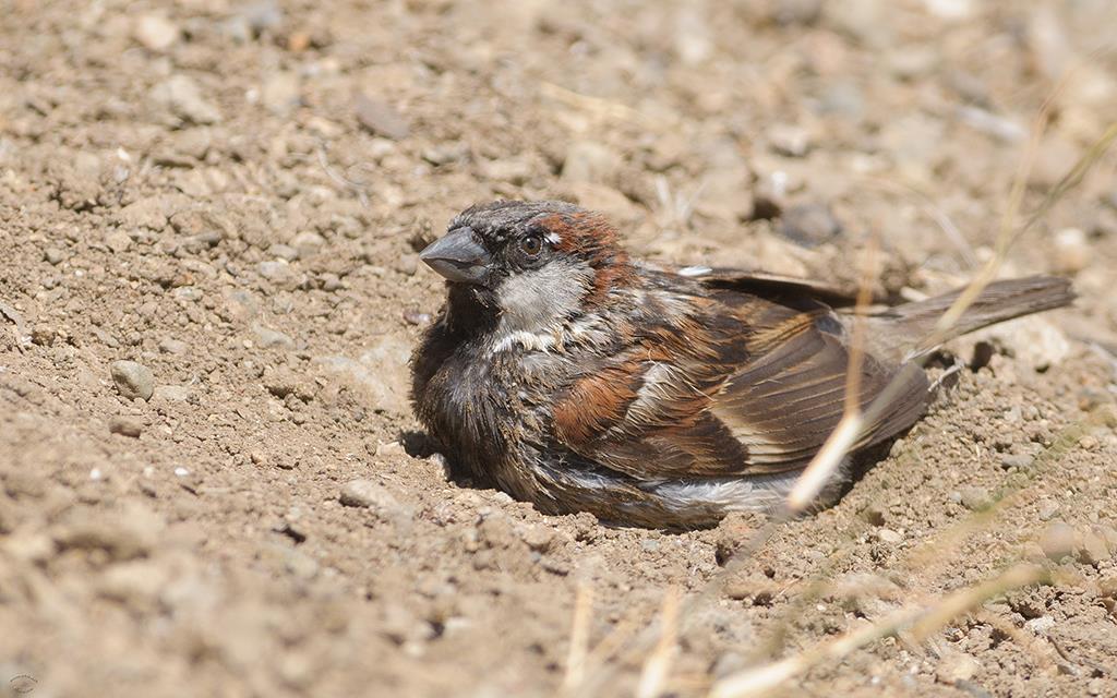 Sparrow (Catalina2013)