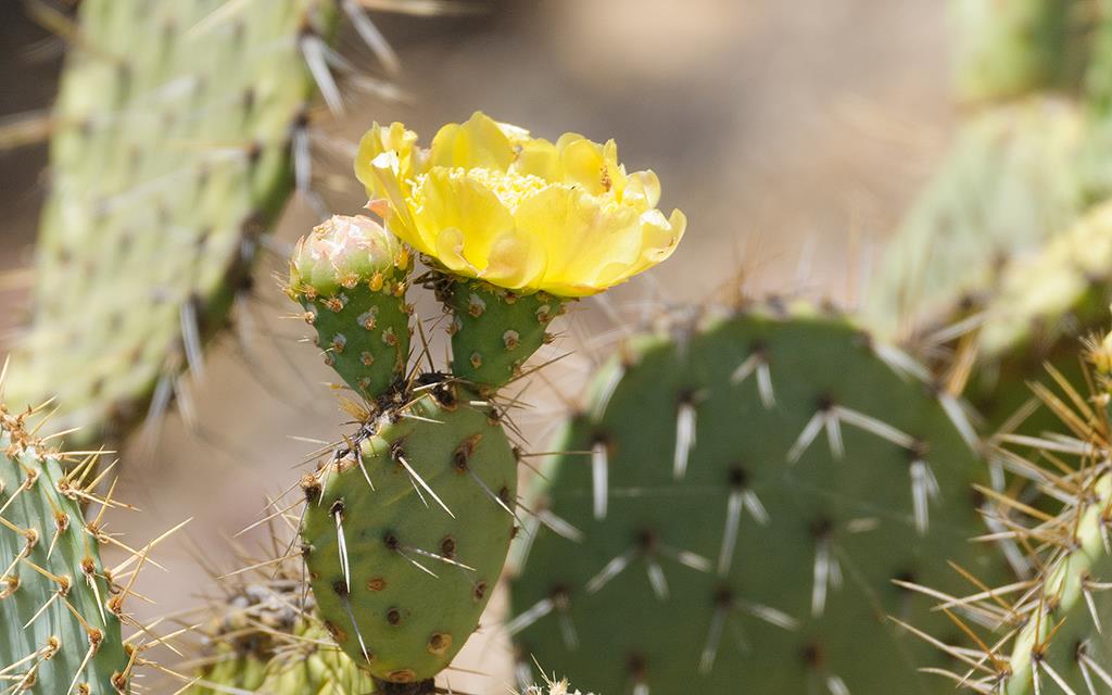 Cactus (Catalina2014)