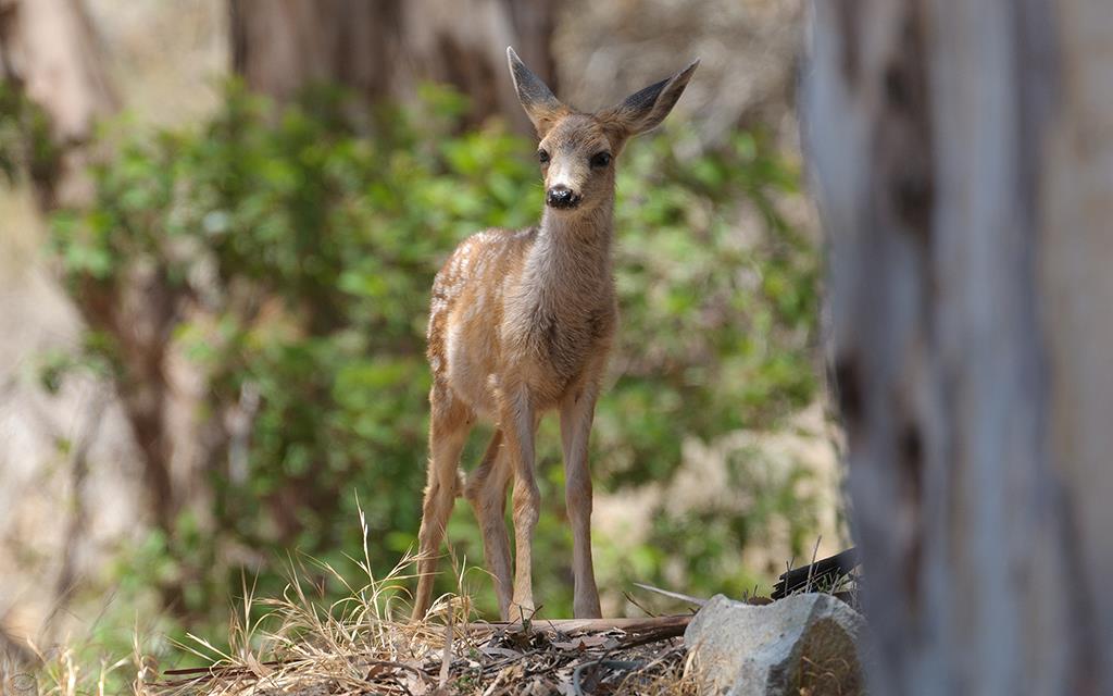 Deer (Catalina2014)-01