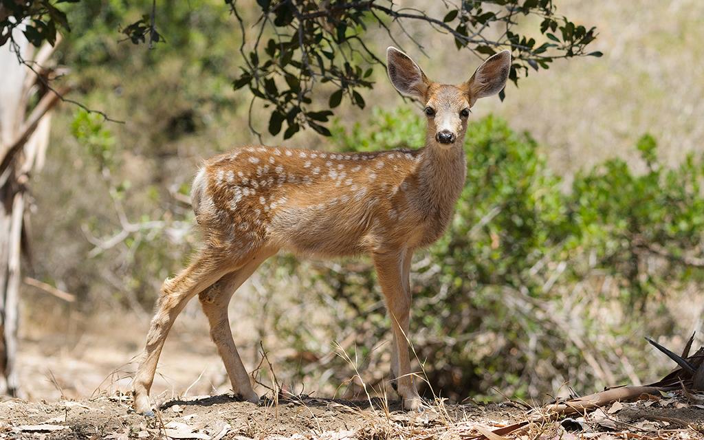 Deer (Catalina2014)-02