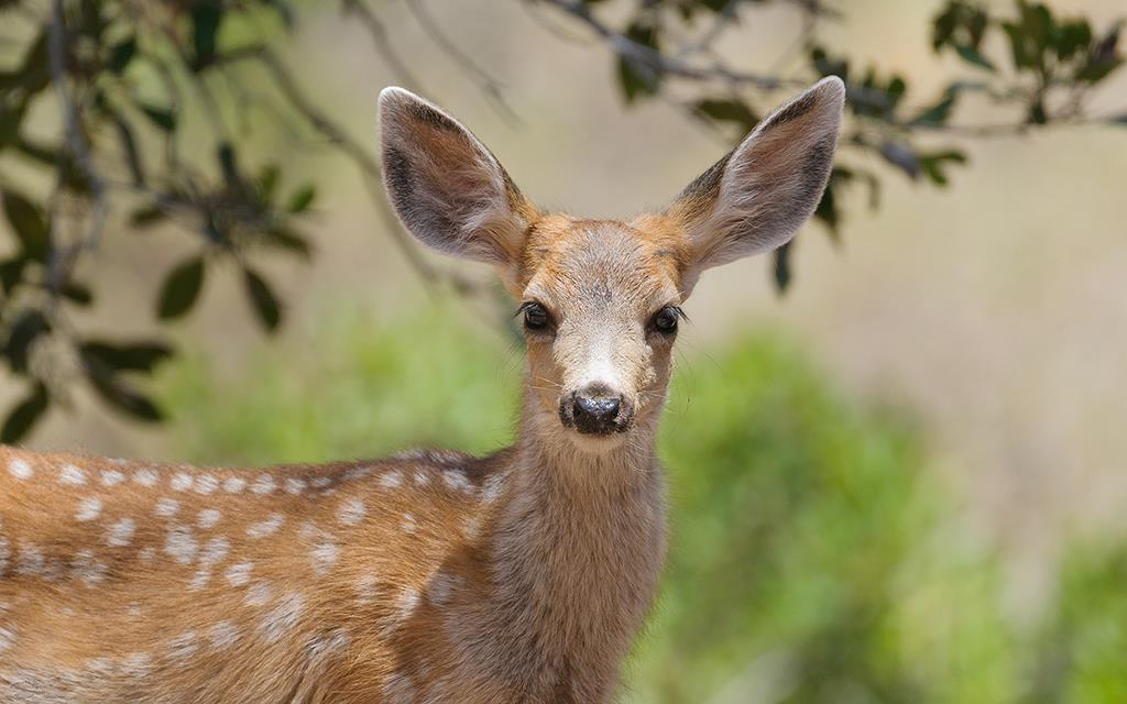 Deer (Catalina2014)-03