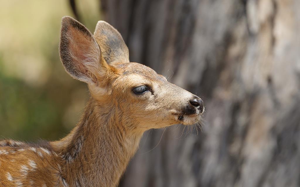 Deer (Catalina2014)-04